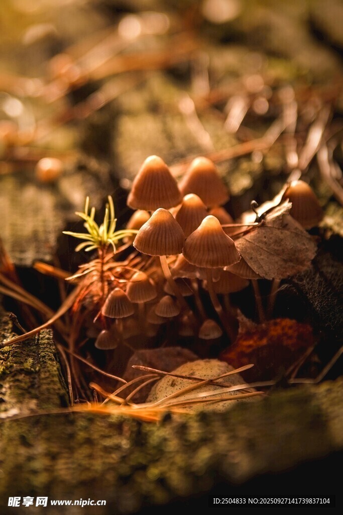 林間小蘑菇