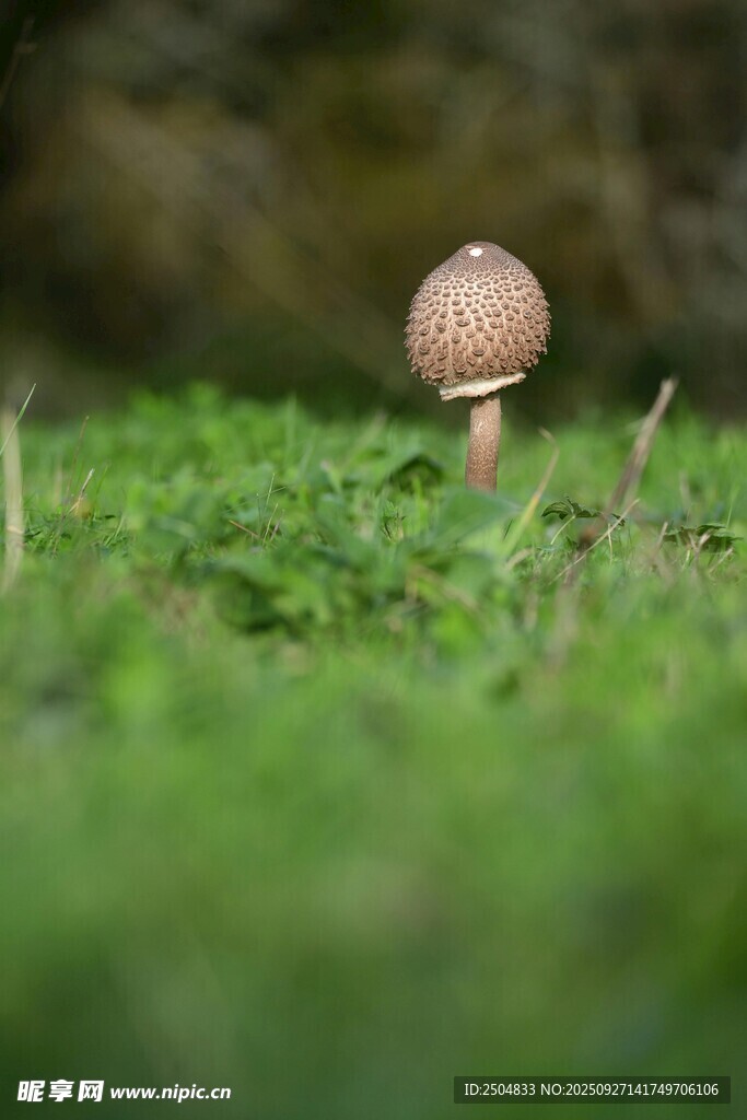 草地上的小蘑菇