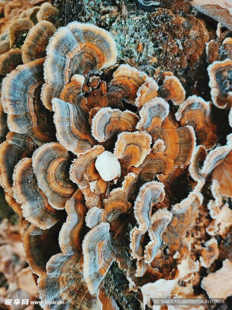 多彩菌類集群生長
