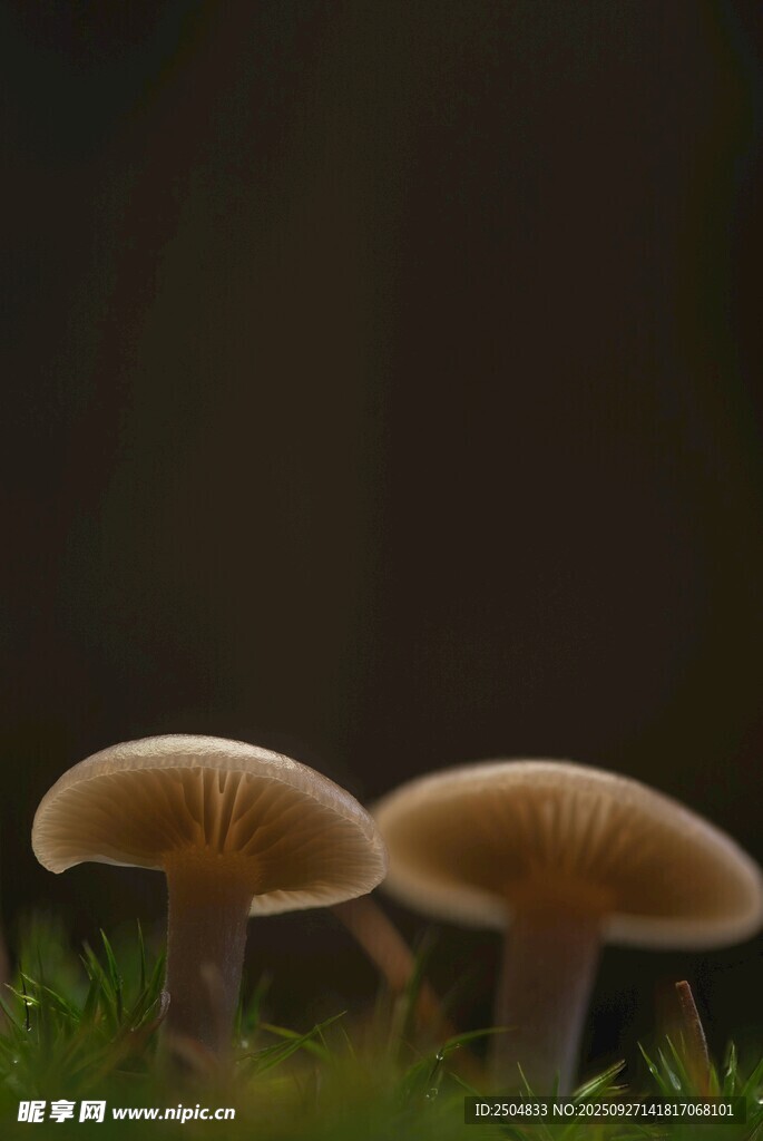 雙生蘑菇 靜謐草叢中的小景
