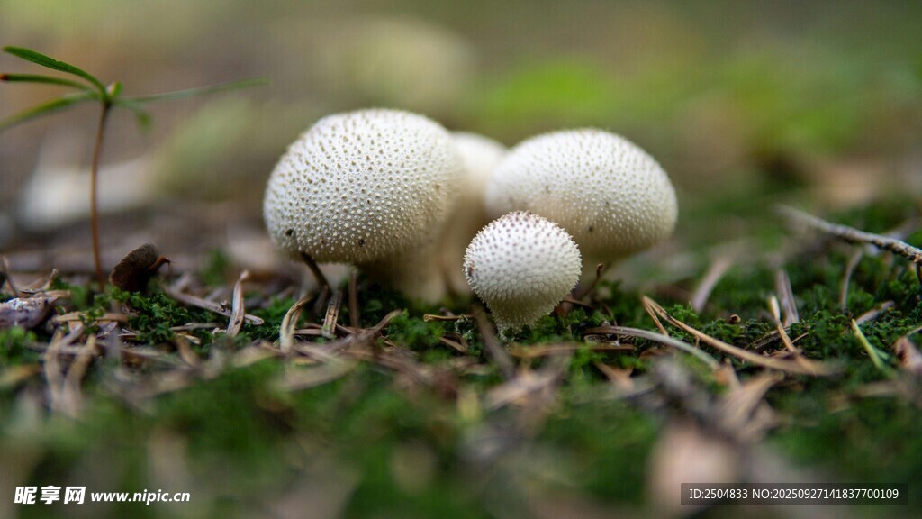 草地上的白色小蘑菇