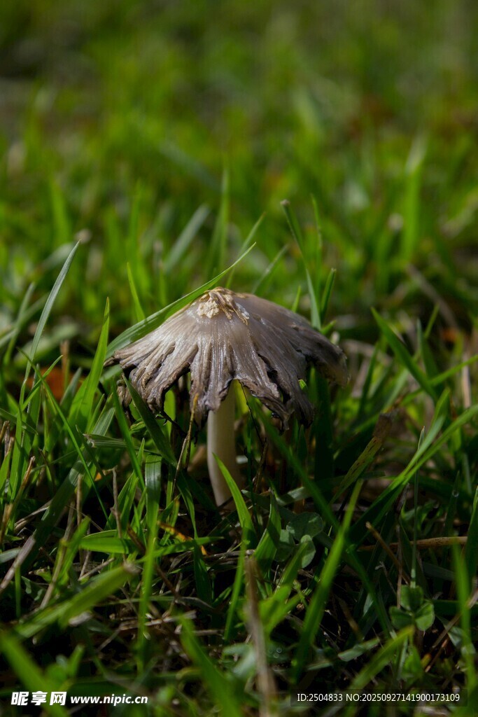 草叢中的小蘑菇