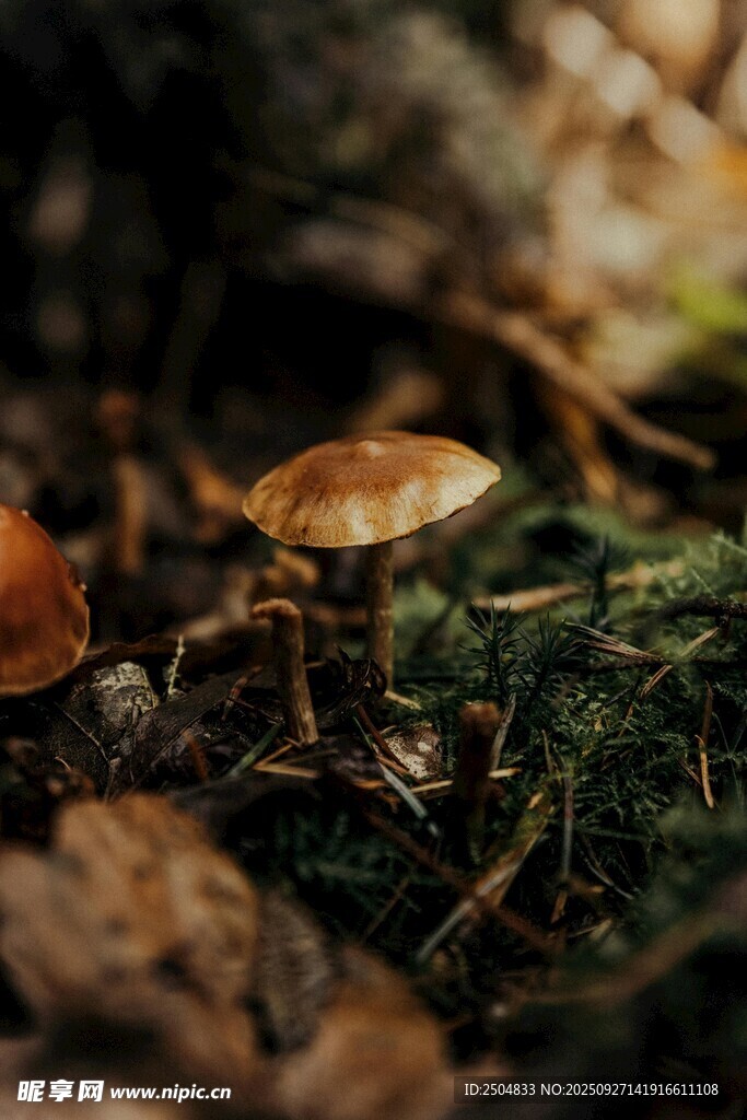 森林中的蘑菇特寫