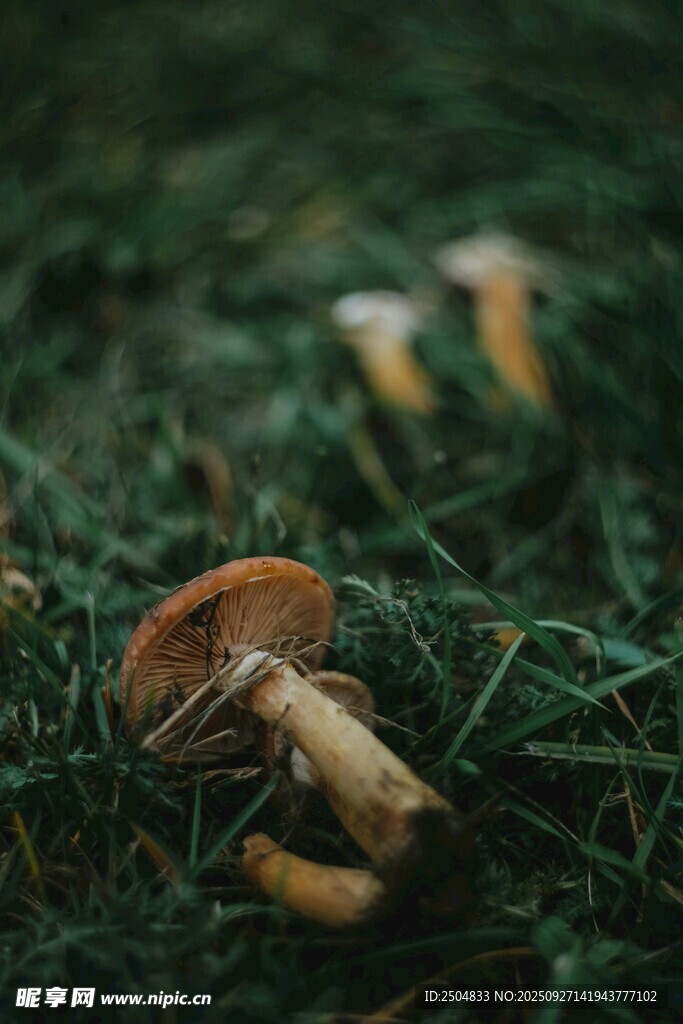 草地上的蘑菇特寫