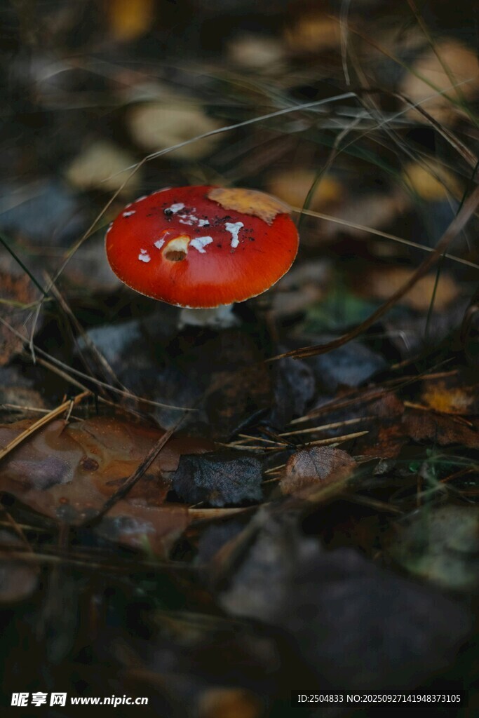 森林中的紅色斑點蘑菇