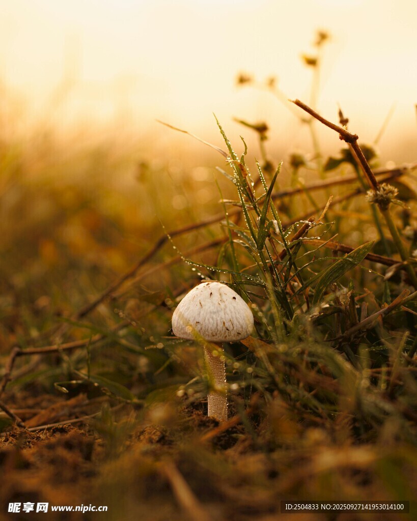 陽光下的草地白蘑菇
