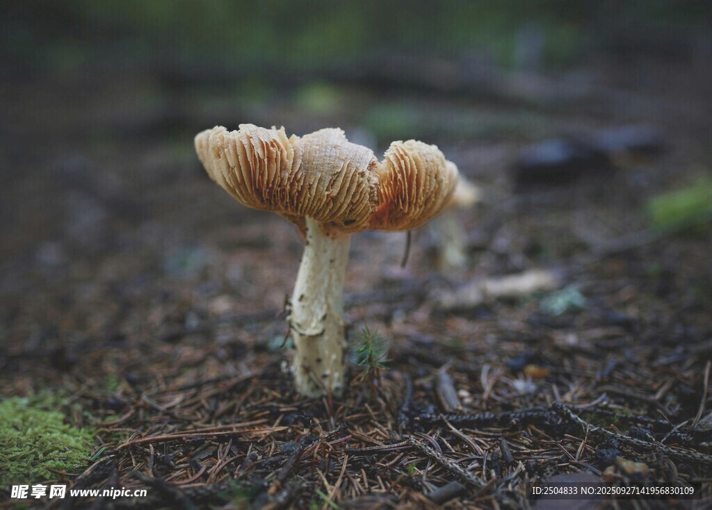 森林中生長(zhǎng)的獨(dú)特蘑菇