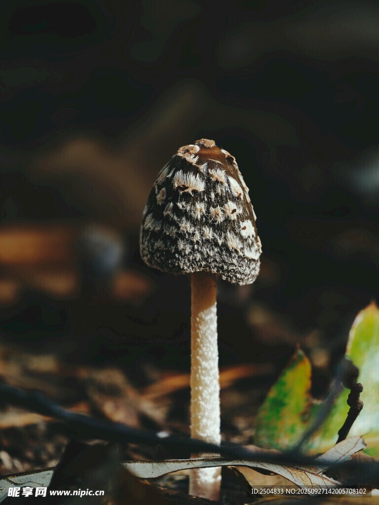 野外生長的獨特小蘑菇
