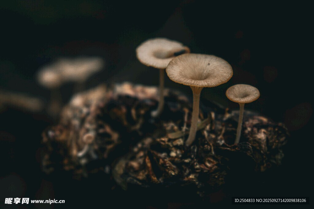 暗色背景下的野生小蘑菇