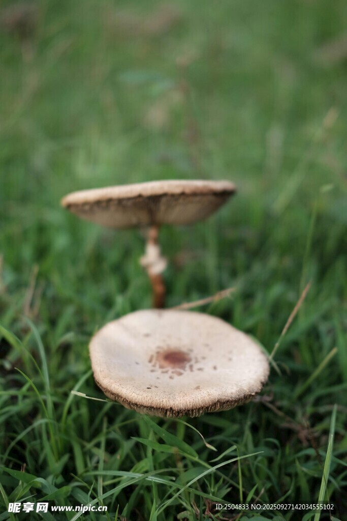 草地上懸浮的奇特蘑菇