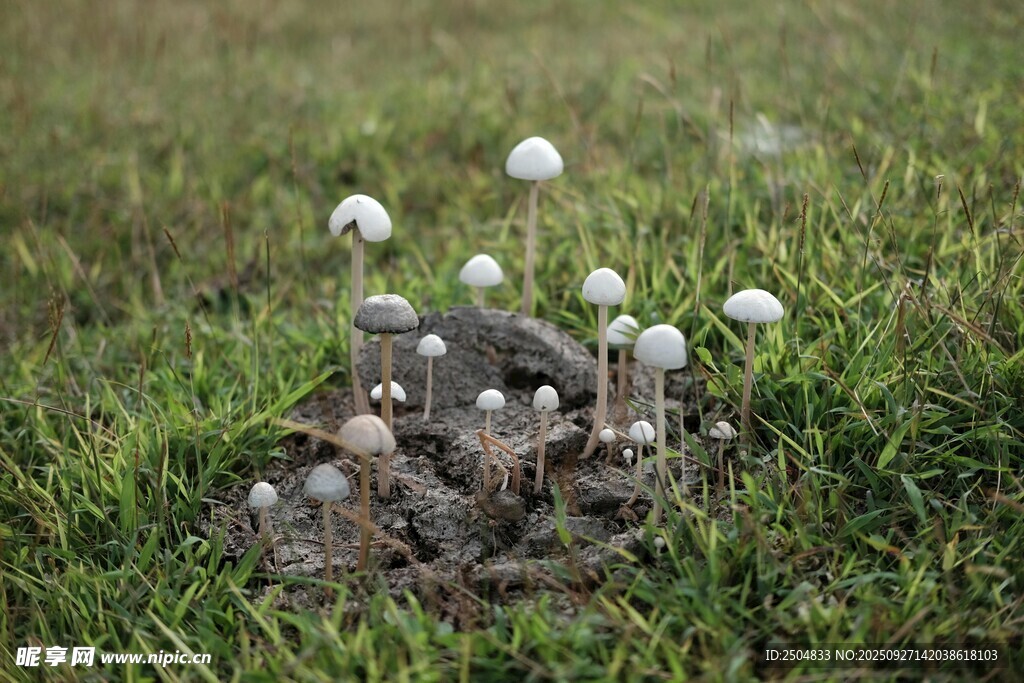 草地上的白色小蘑菇