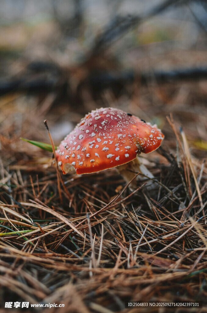林間紅蘑菇 自然之饋贈