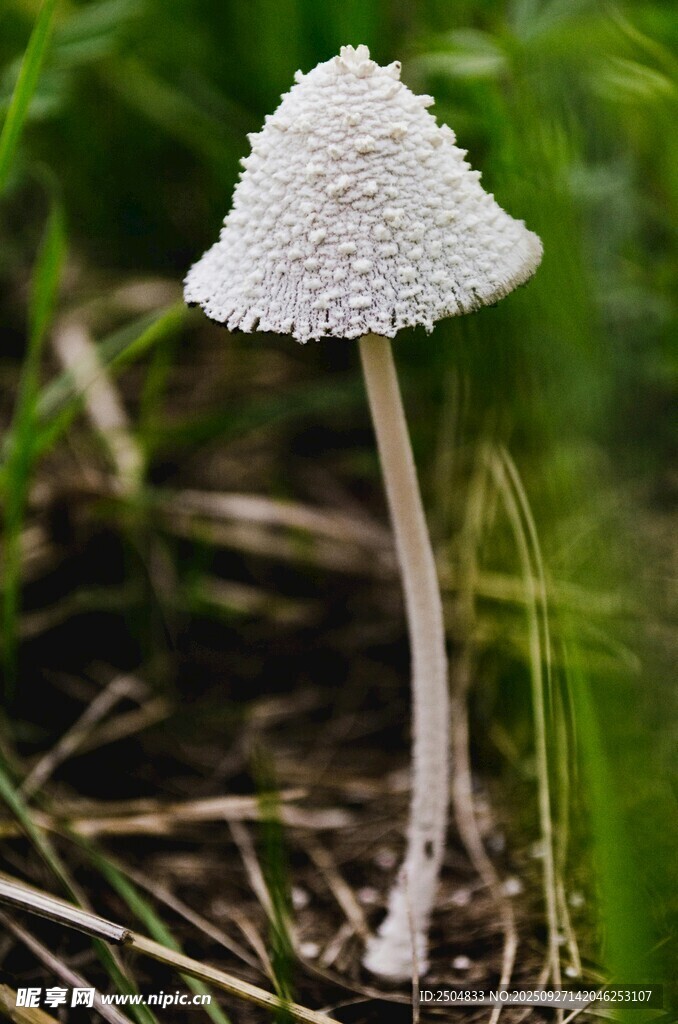白色小蘑菇特寫(xiě)
