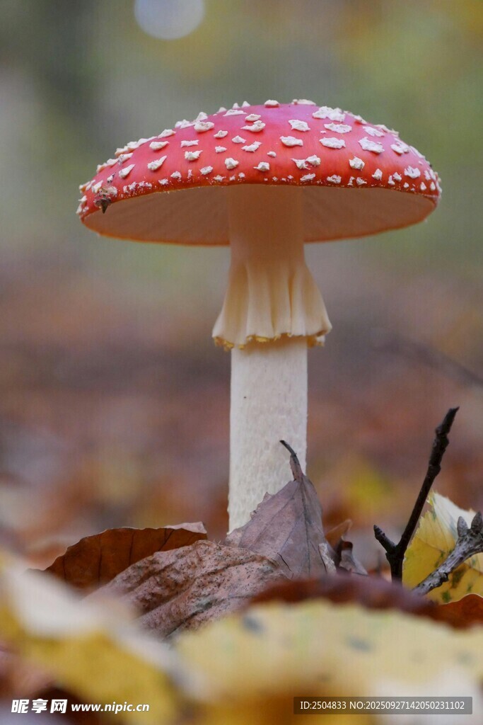 森林中的紅色斑點(diǎn)蘑菇
