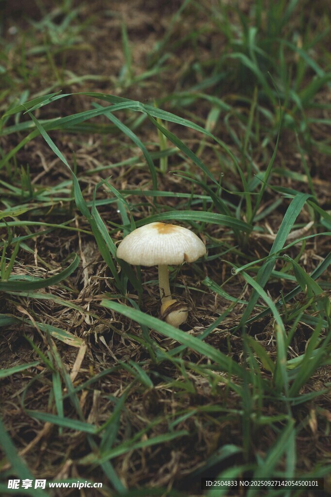 草地上的白色小蘑菇