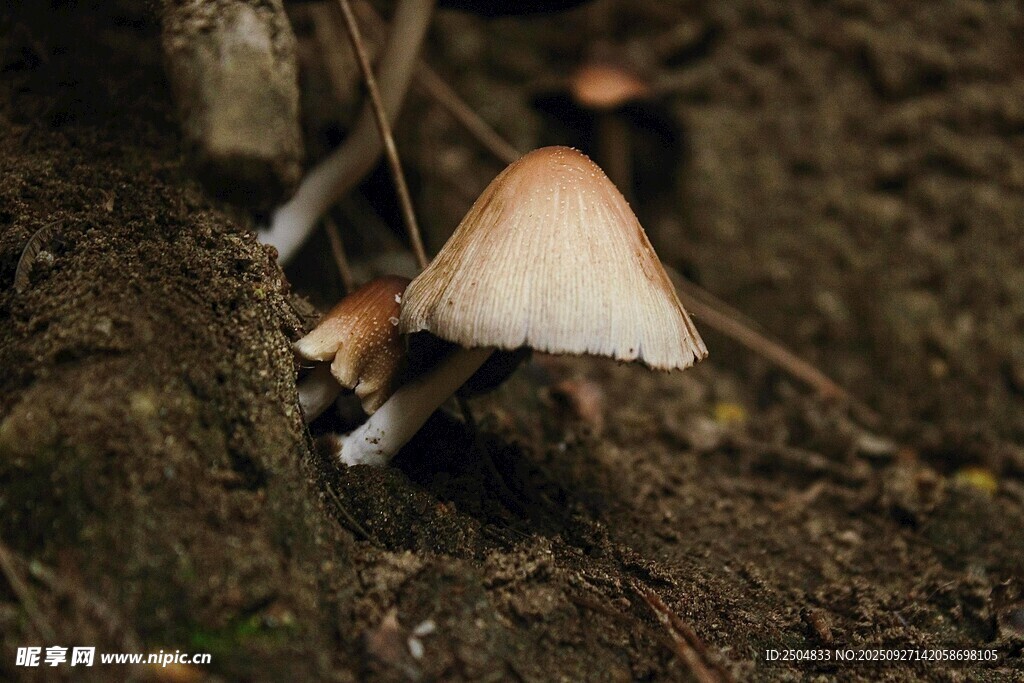 泥土中的小巧蘑菇