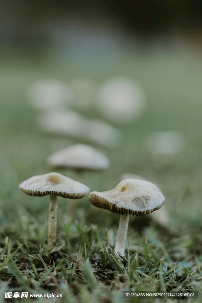 草地上的可愛(ài)小蘑菇