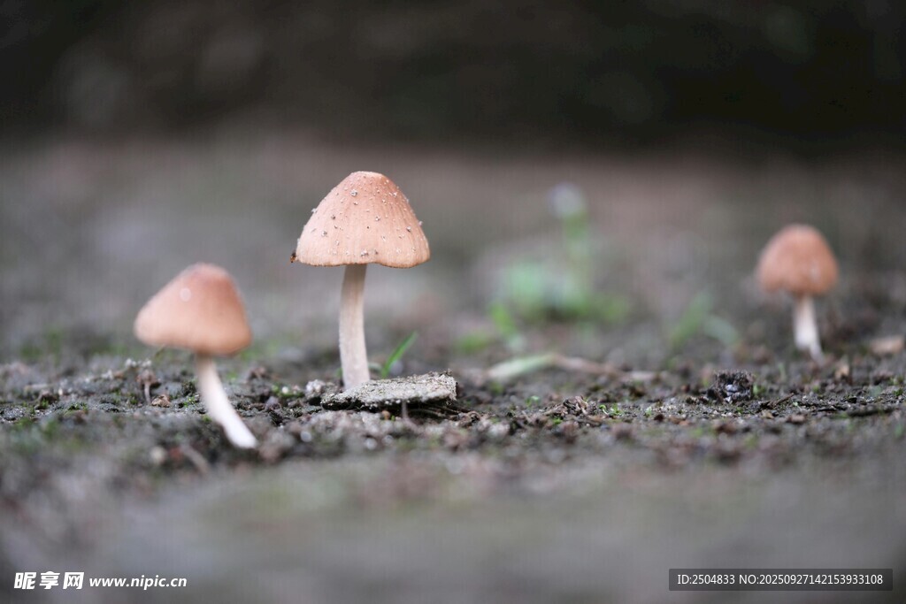 地面上的幾株小蘑菇