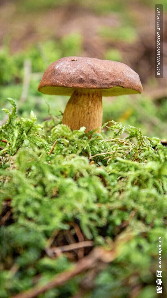 草地上的蘑菇