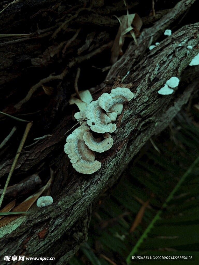 樹干上生長的白色菌類
