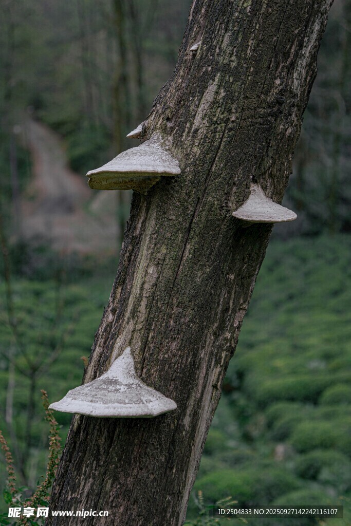 樹(shù)干上生長(zhǎng)的幾簇蘑菇