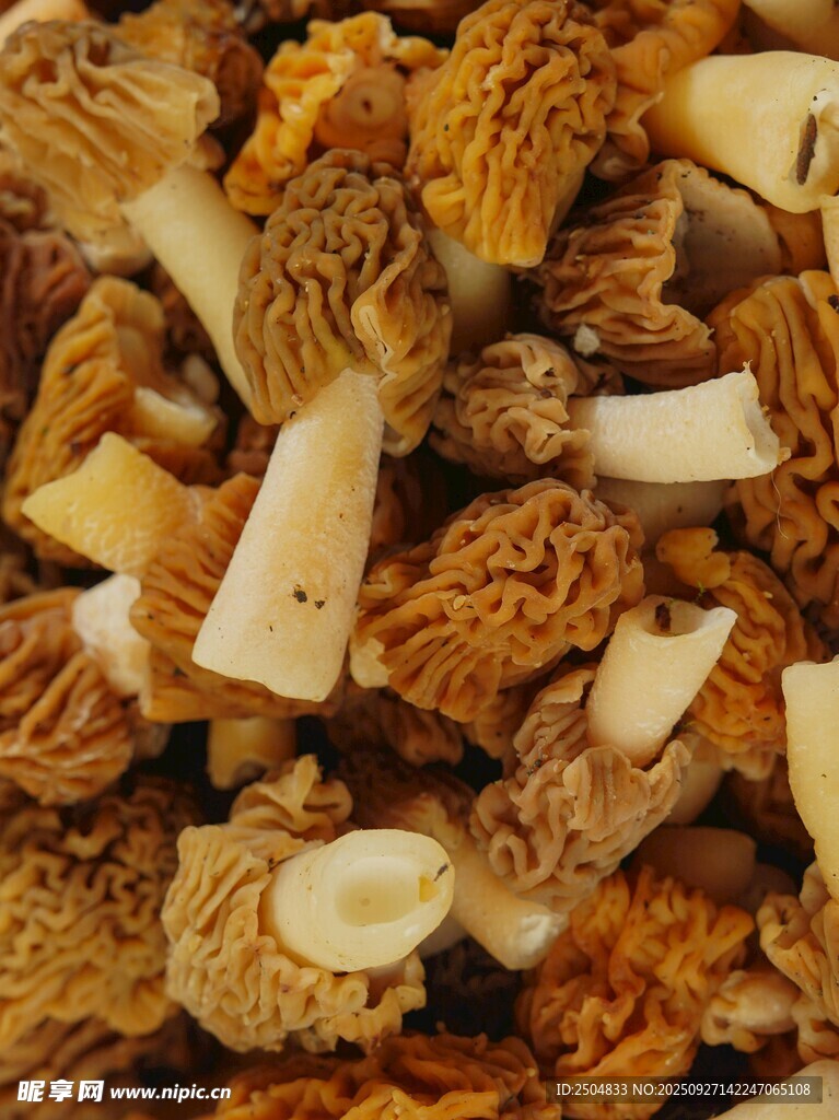 羊肚菌特寫(xiě)