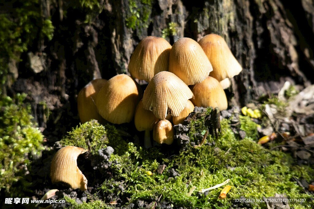 林間生長的簇簇黃色蘑菇