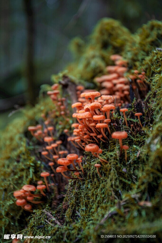 苔蘚上的橙色蘑菇