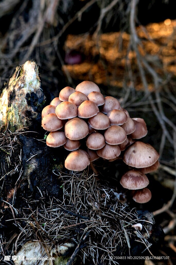 叢生野外蘑菇特寫