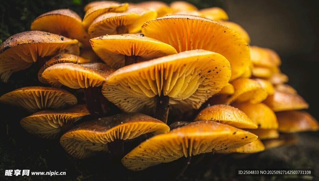 金黃堆疊的美味蘑菇