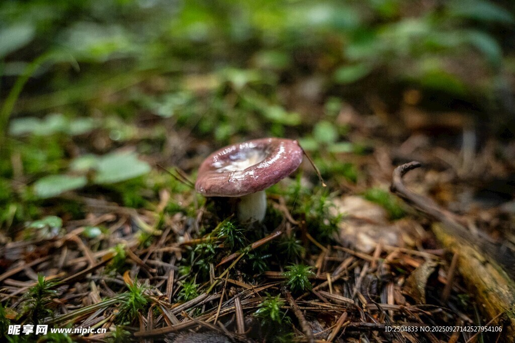 森林中生長的紫色小蘑菇