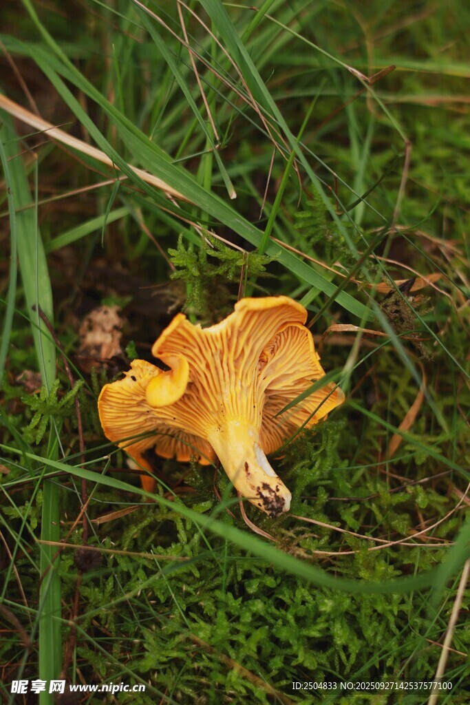 草地上的黃色蘑菇