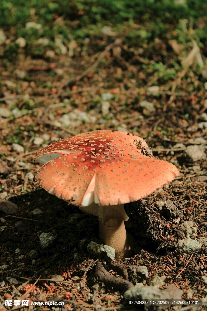 野外橙紅色蘑菇特寫