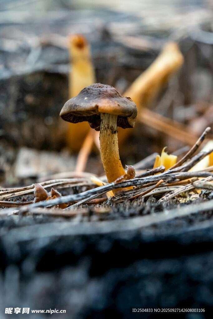 林間小蘑菇特寫