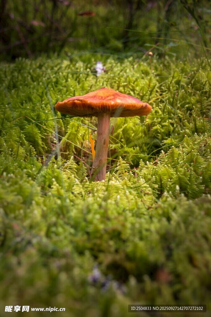 草叢中的橙紅色蘑菇