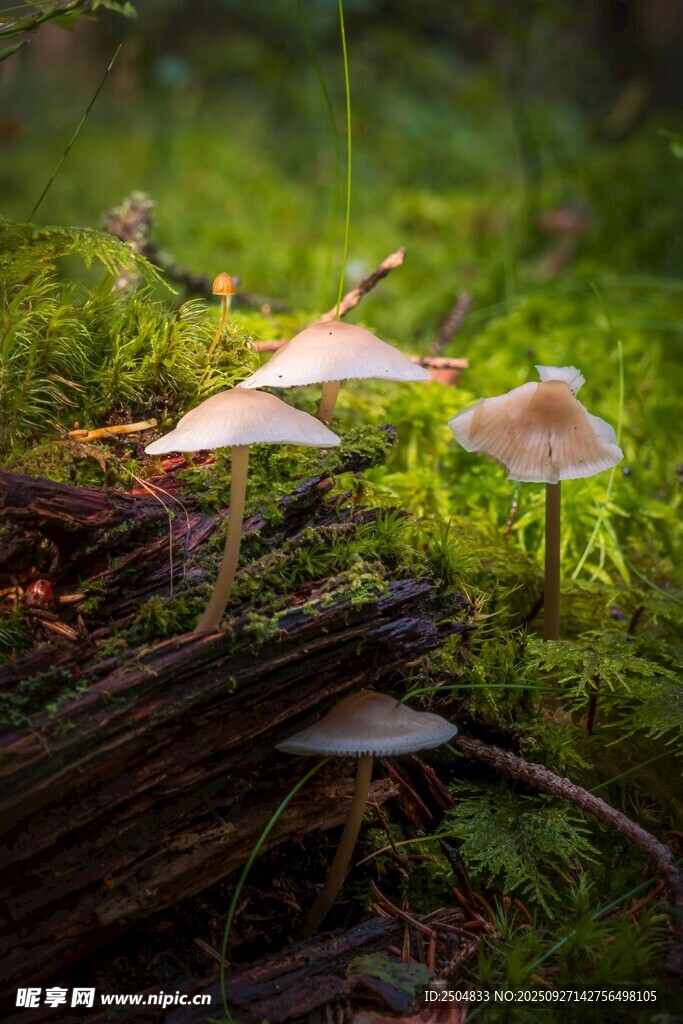 森林中的蘑菇小景