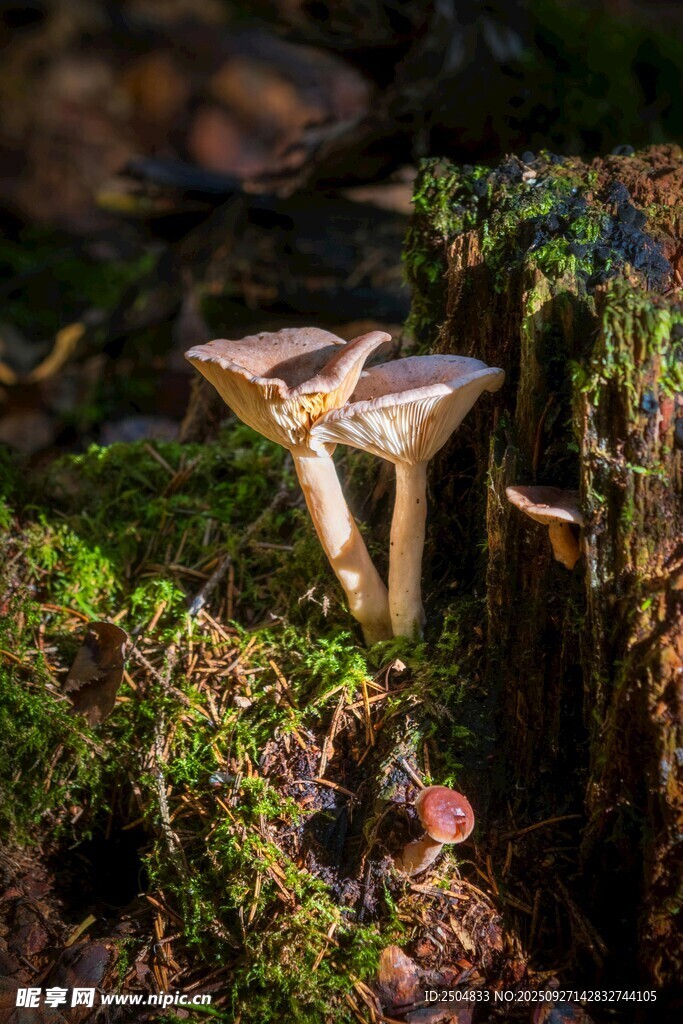 林間蘑菇特寫