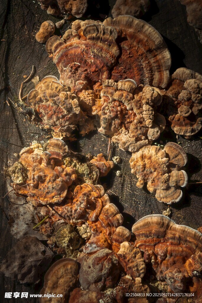 多彩菌類特寫(xiě)