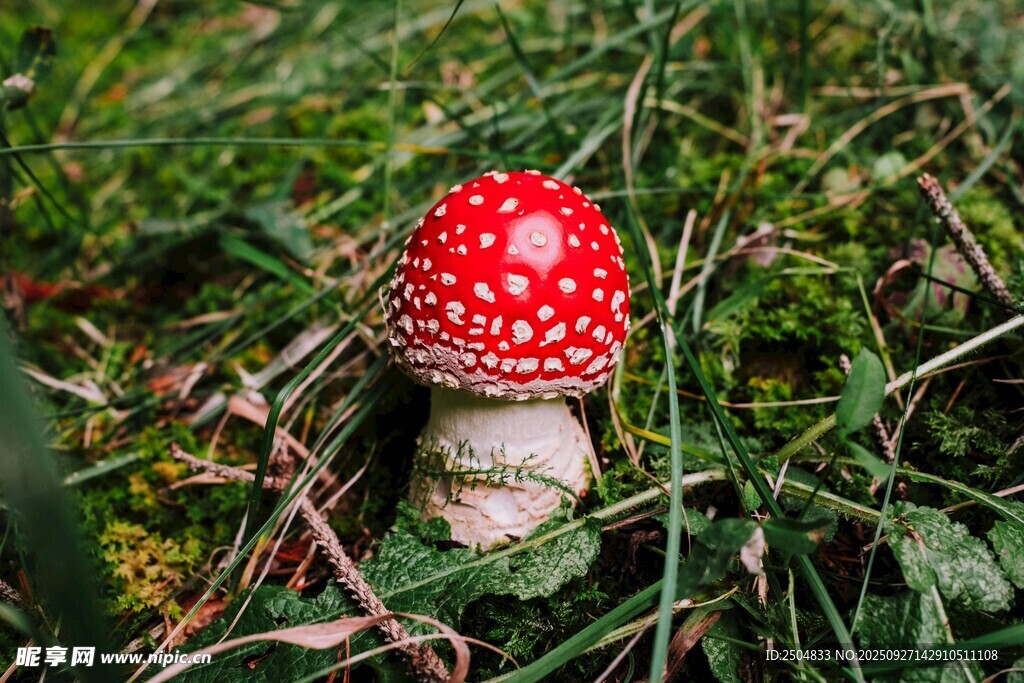 草地上的紅色斑點(diǎn)蘑菇
