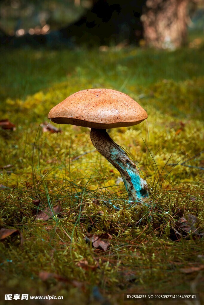 草地上的奇特蘑菇