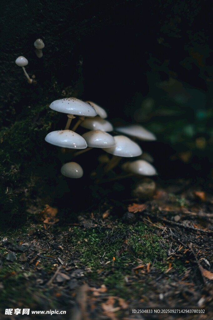 森林中的白色蘑菇群