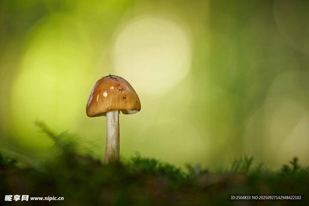 草地上的小巧蘑菇