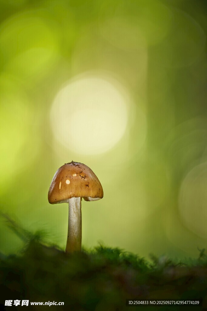 森林中的可愛小蘑菇