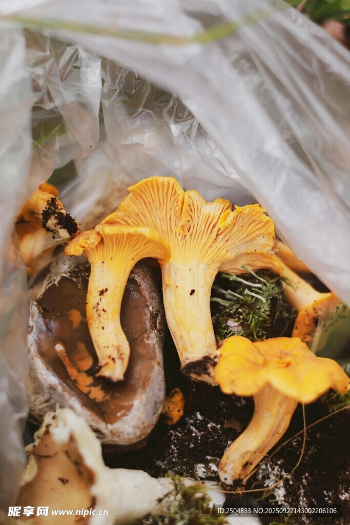野外發(fā)現(xiàn)的金黃蘑菇