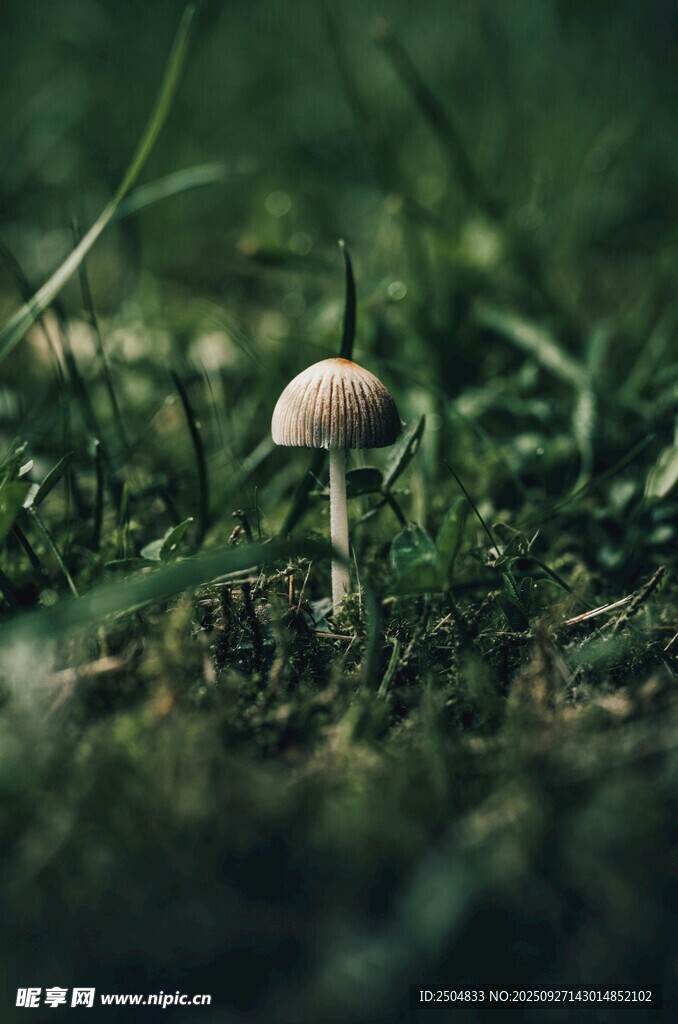 草叢中的小蘑菇
