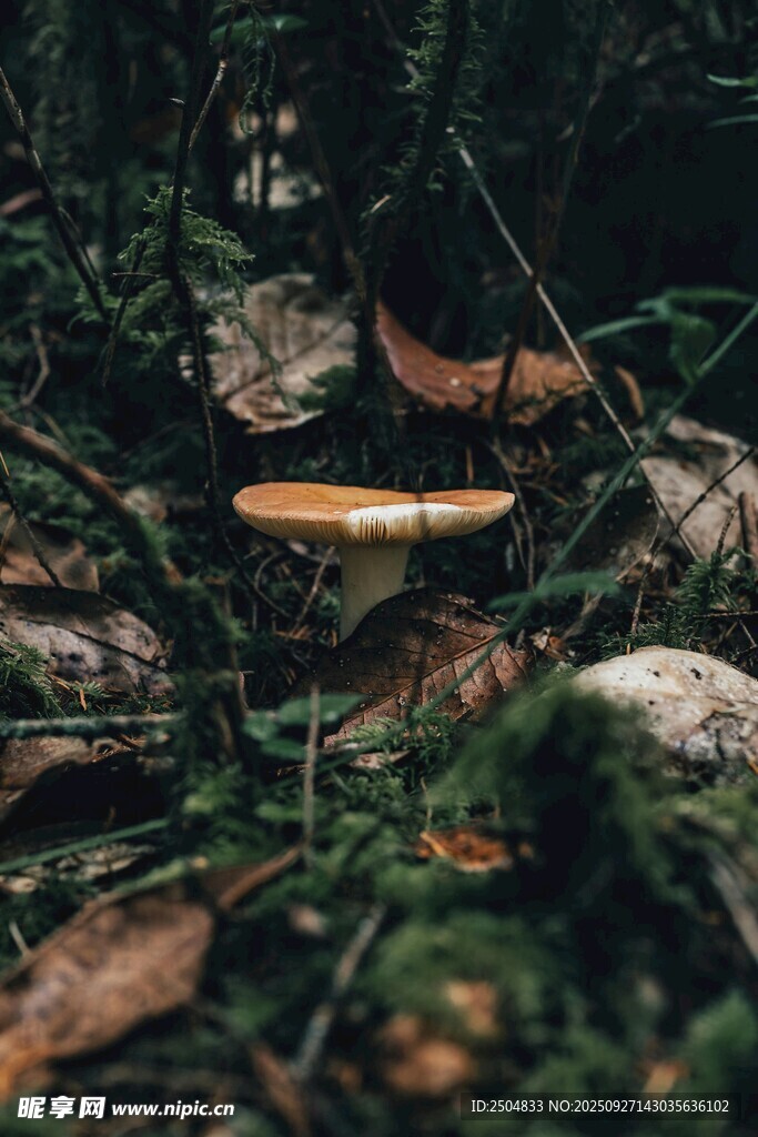 森林中生長的蘑菇