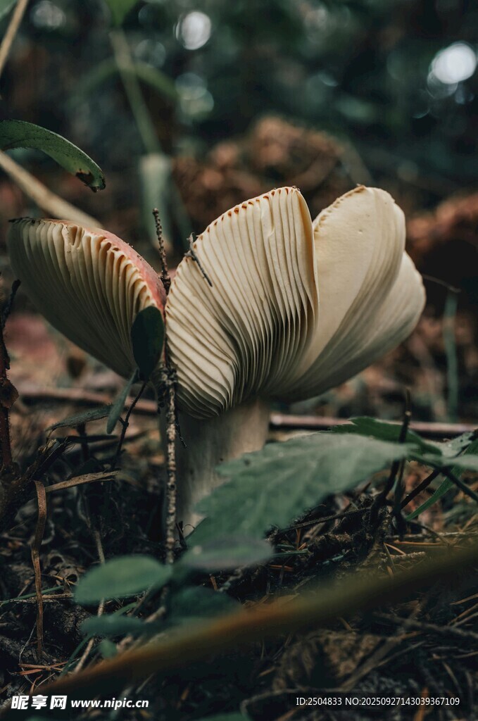 野外綻放的奇特菌類