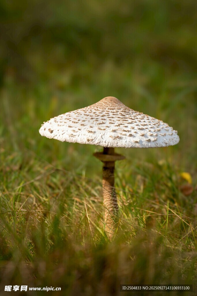 草地上的白色蘑菇