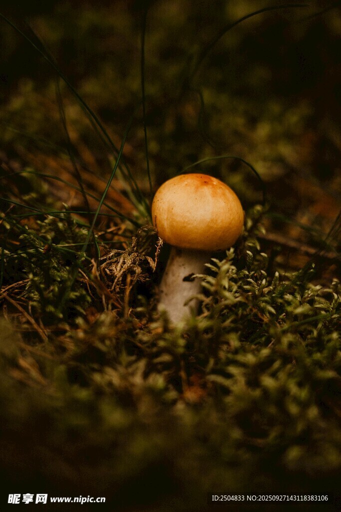 森林中的小蘑菇