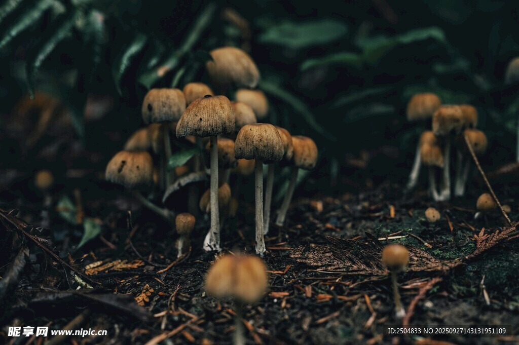 林間叢生的小蘑菇